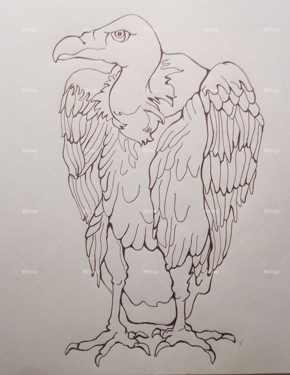 A drawing on valture