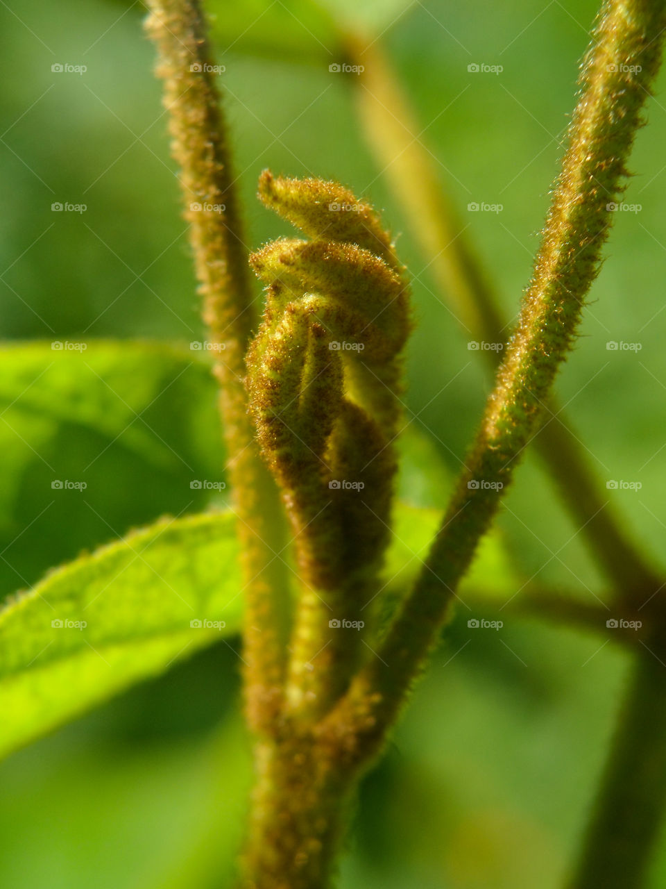 new hairy leafs growing