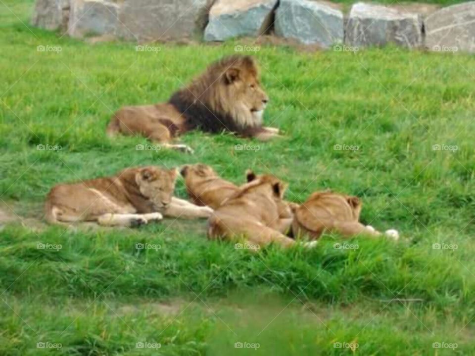 Lion & cubs