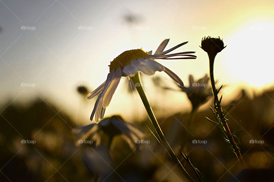 sunset flower