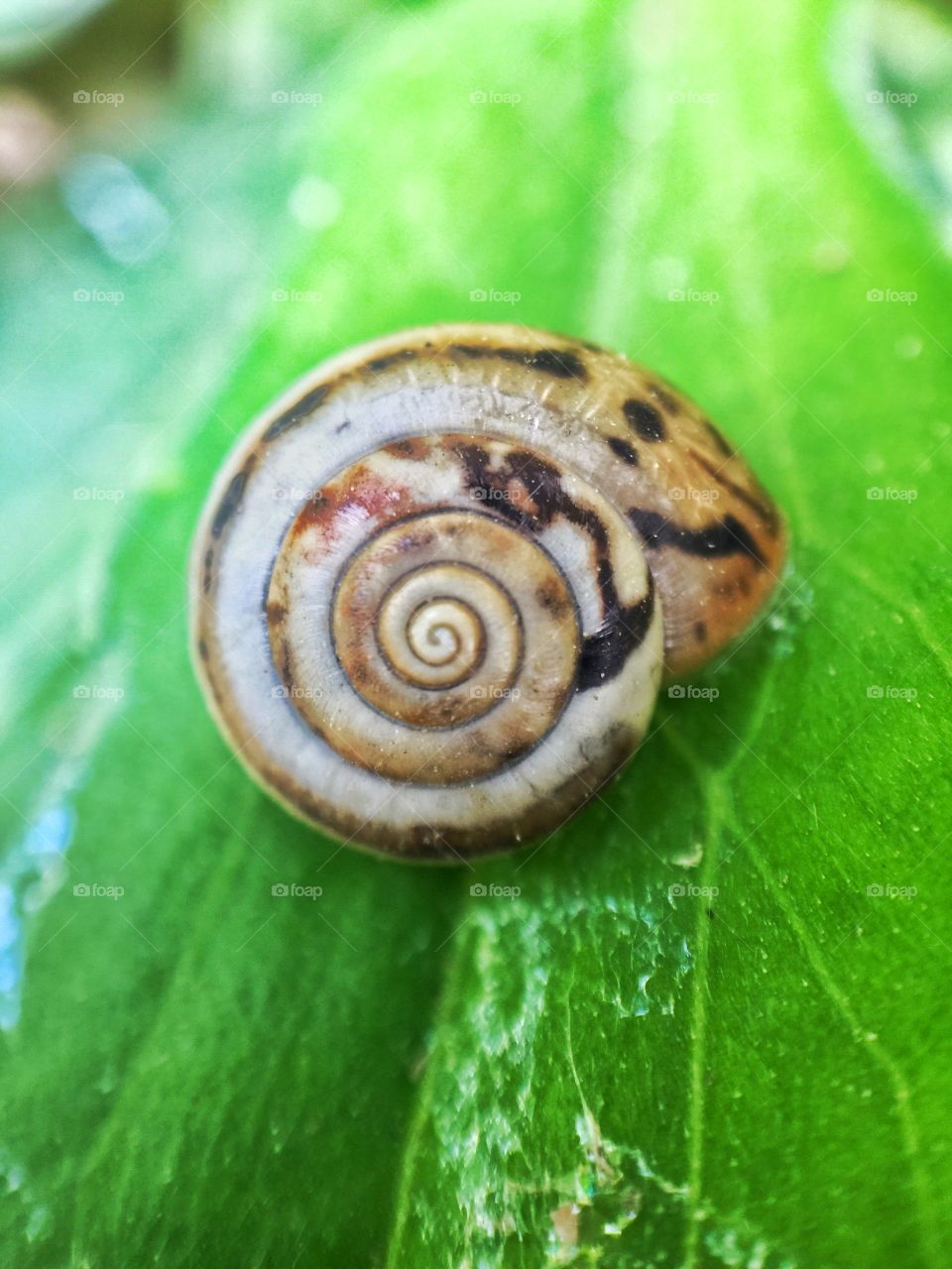 Snail 