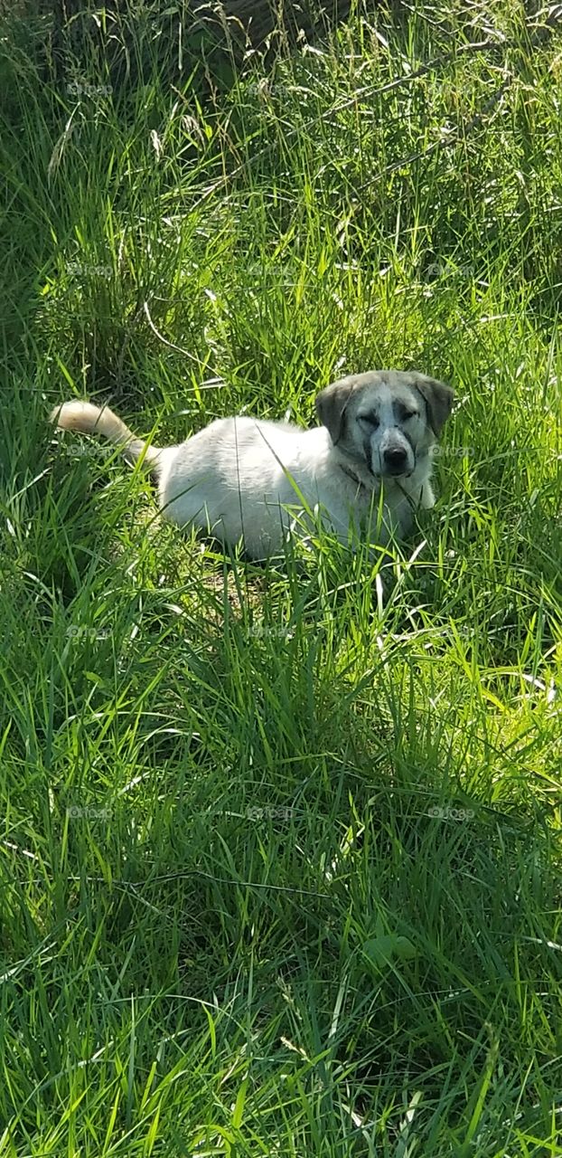 country dog in the grass