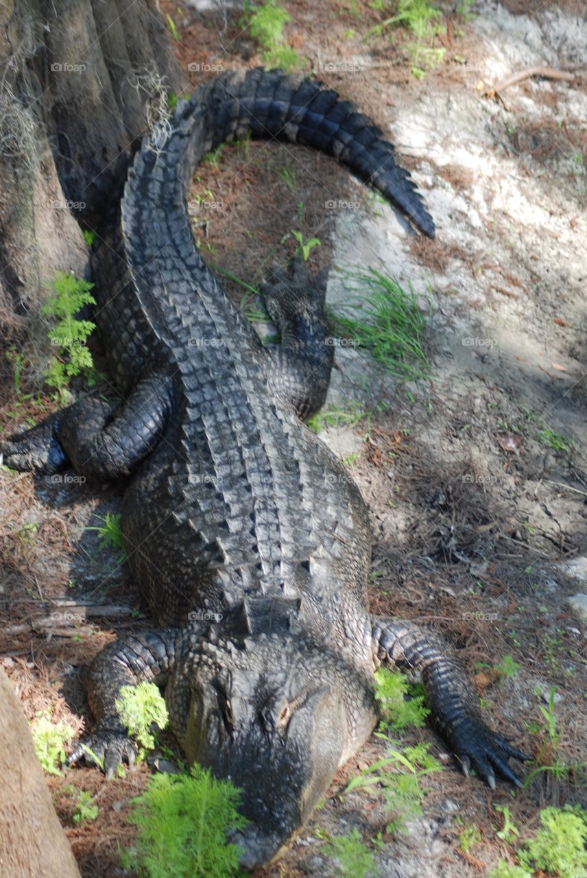 Full Body Ginormous Alligator