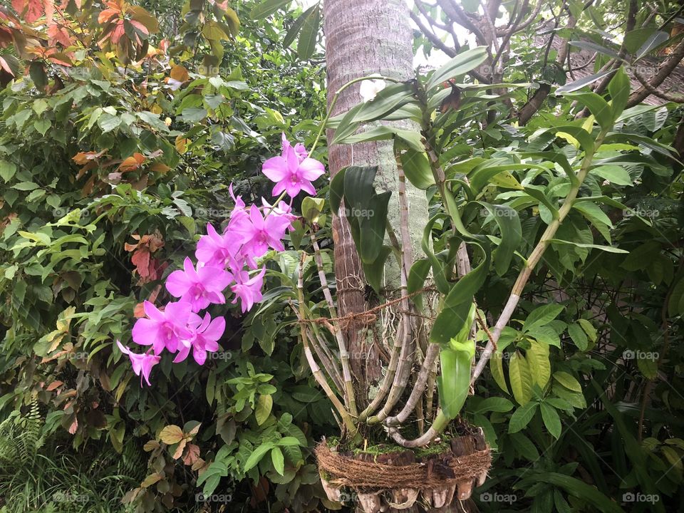 Close up of orchids, raised in natural baskets on the trunks of coconut trees on an island in the Maldives.