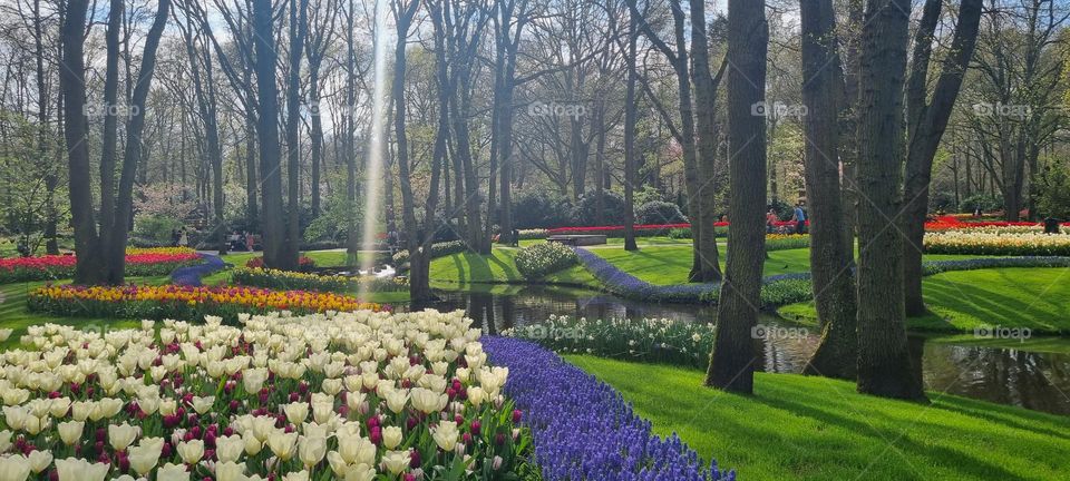 Spring tulips in the Netherlands 🇳🇱🌷
