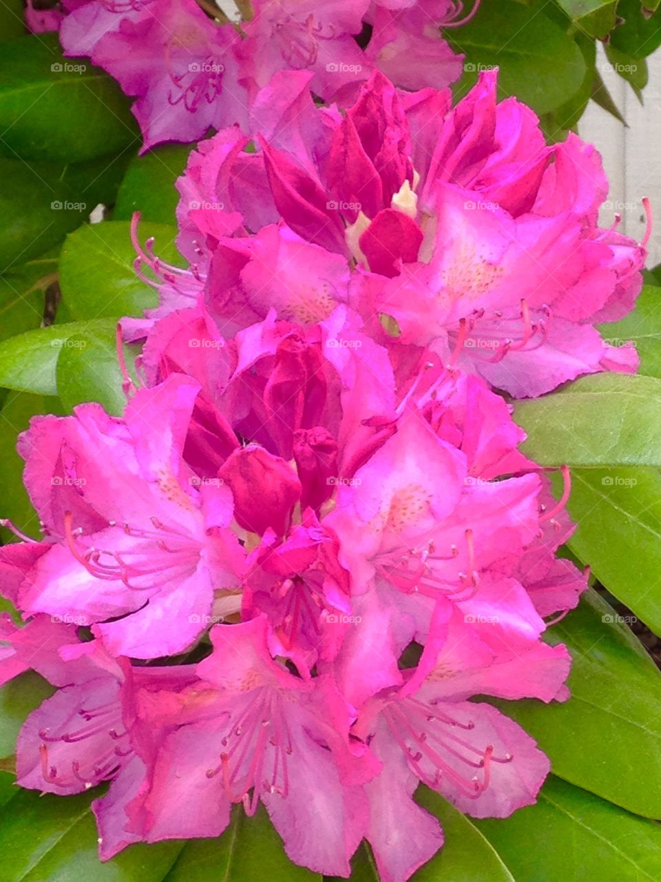 Rhododendron beauties