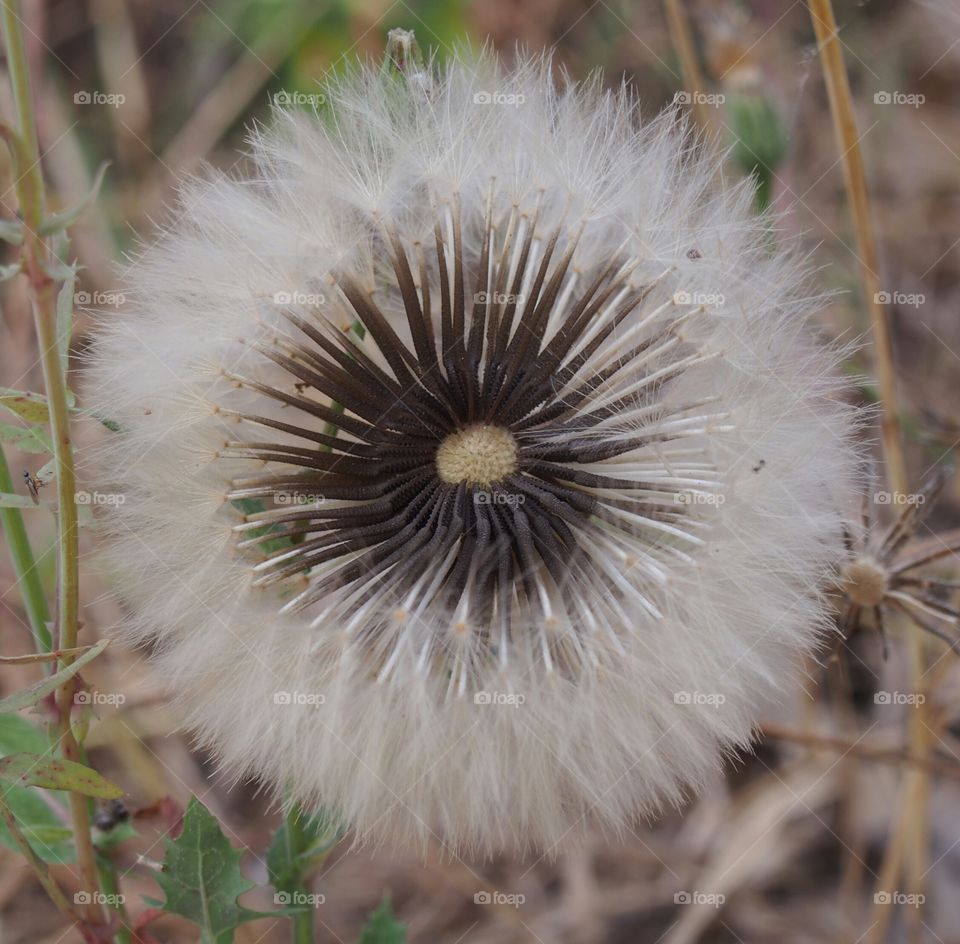 Close-up of dandelion flower