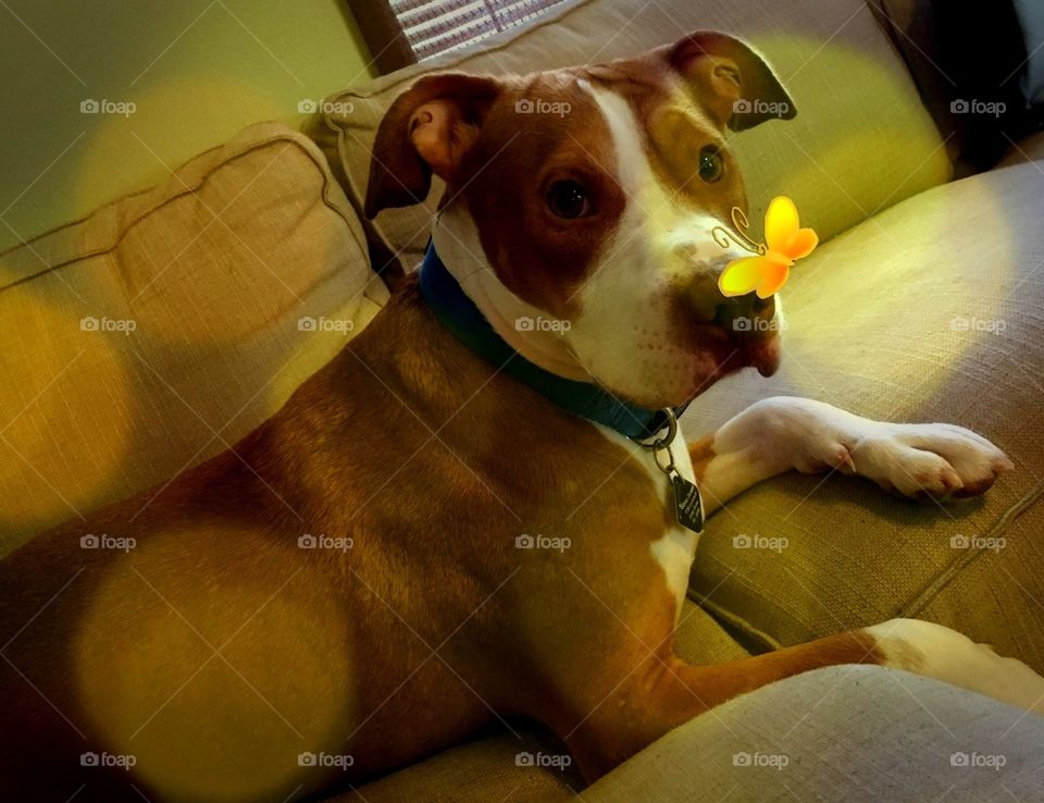 Beautiful rescue pitbull with a yellow butterfly 