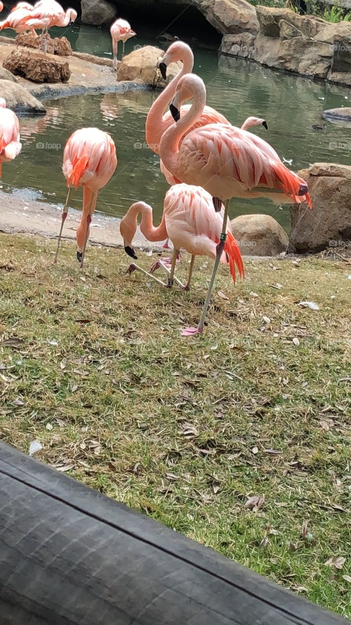 Flamingos 