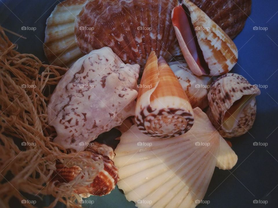 Underwater shells with netting