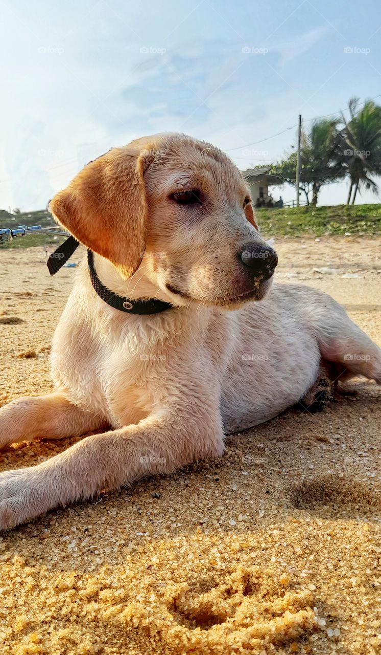 Pinky's first experience on the beach