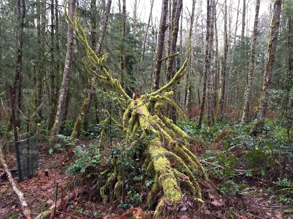 Cougar Mountain on Valentines Day.
The forest reclaims a fallen tree