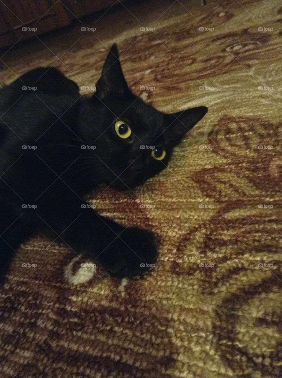 Black cat lying on a carpet