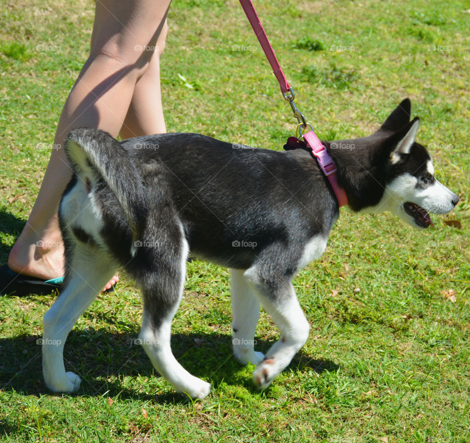 Incredible Husky Dogs