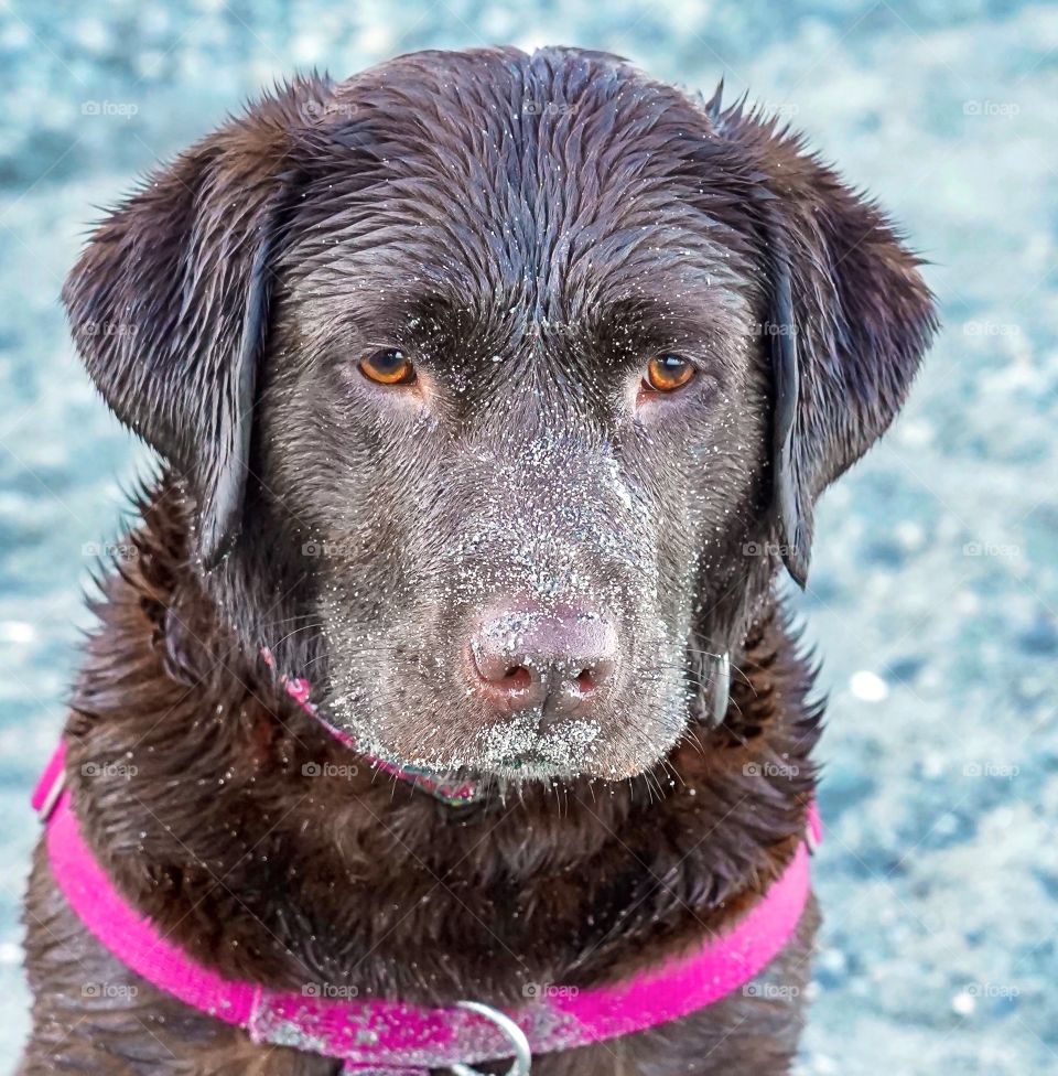 Labrador retriever intensely stares ahead with stunning brown eyes