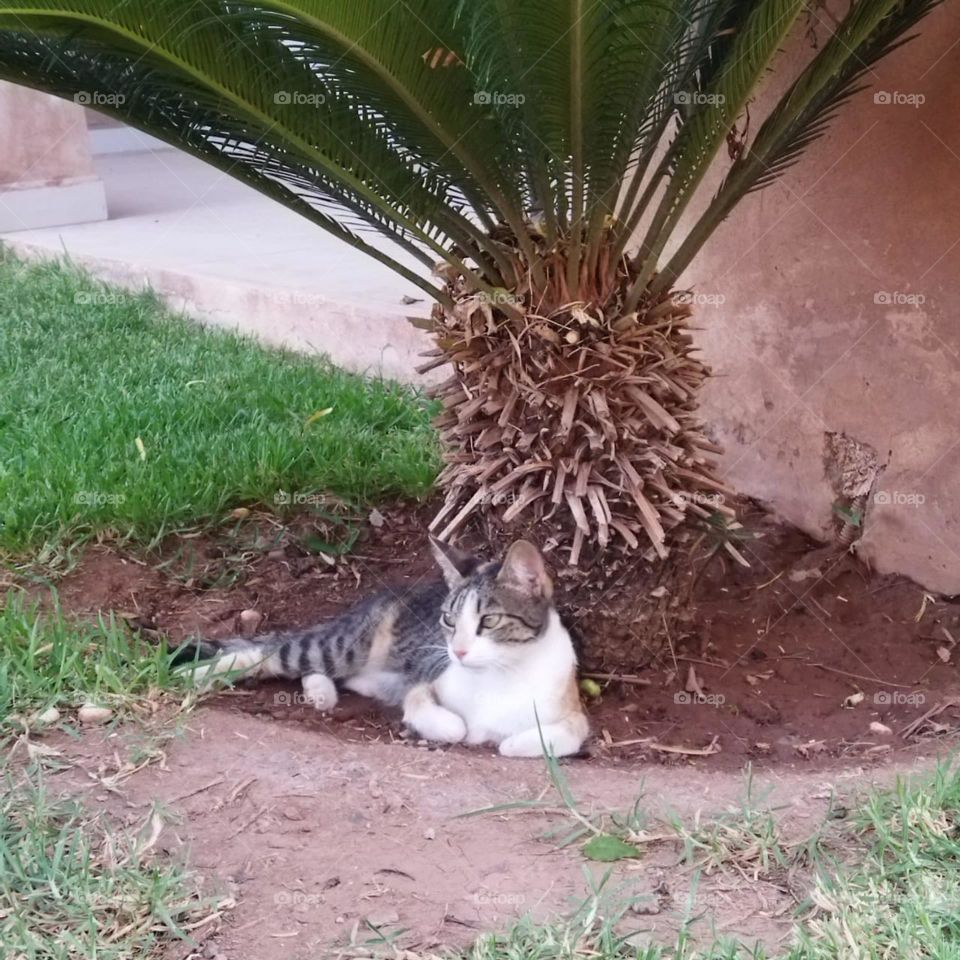 Beautiful cat looking at camera and sleeping under palm tree.