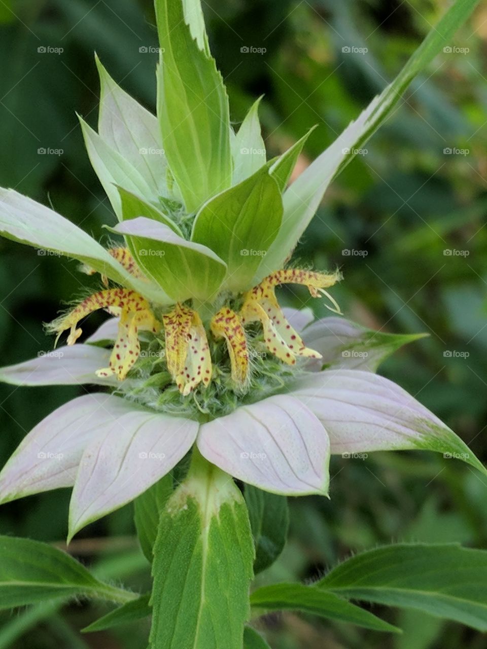 bee balm close-up