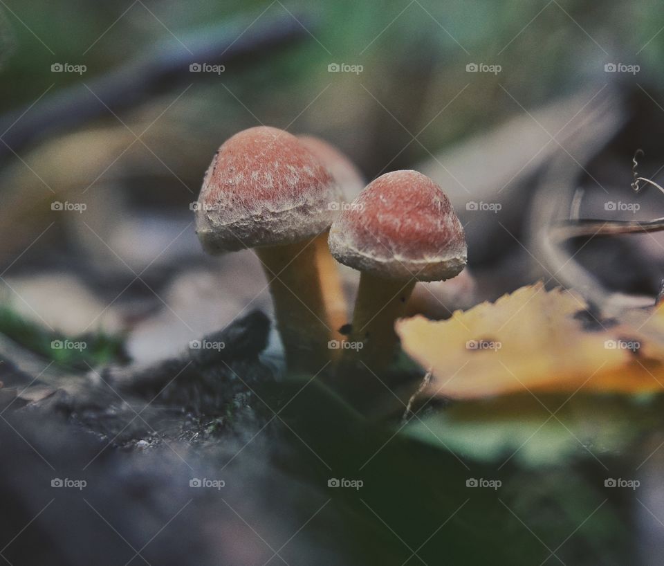 Close-up of mushroom growing in forest