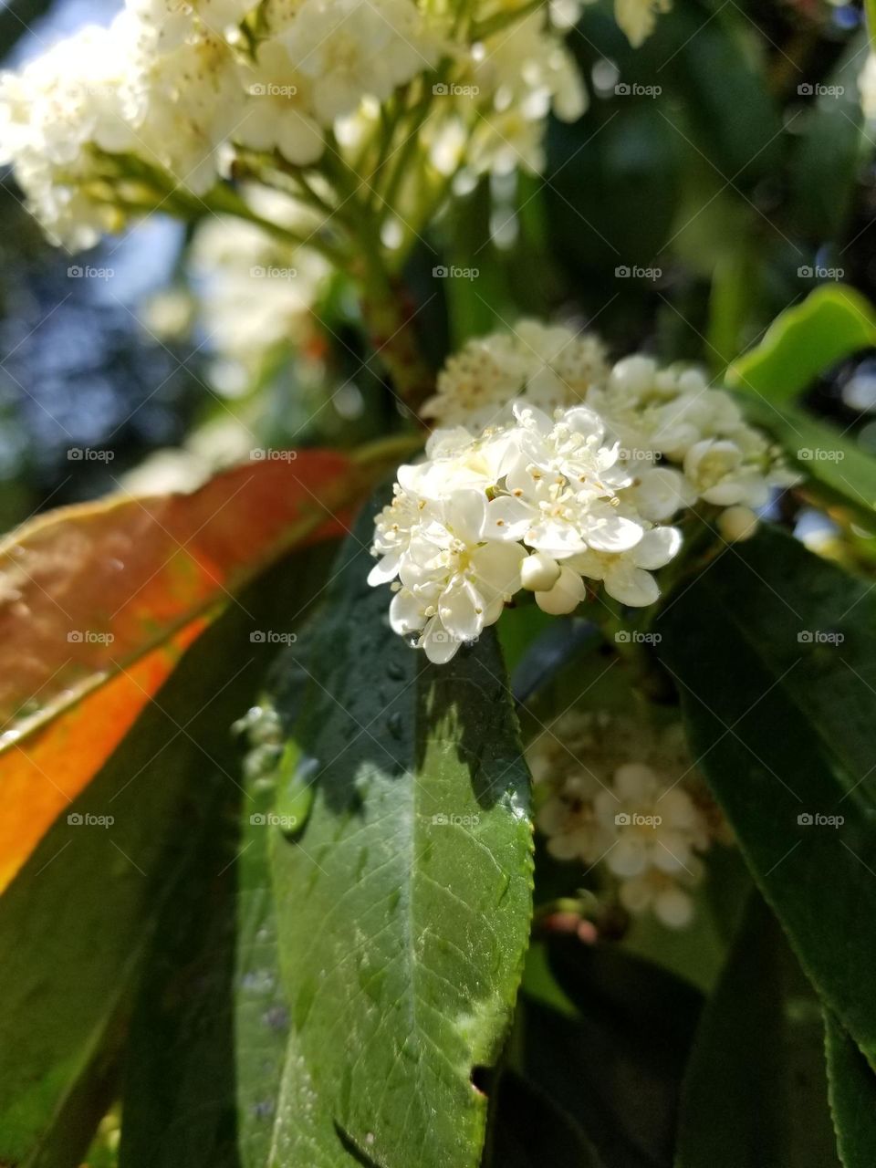 Red Tip Photinia Blooming in Spring