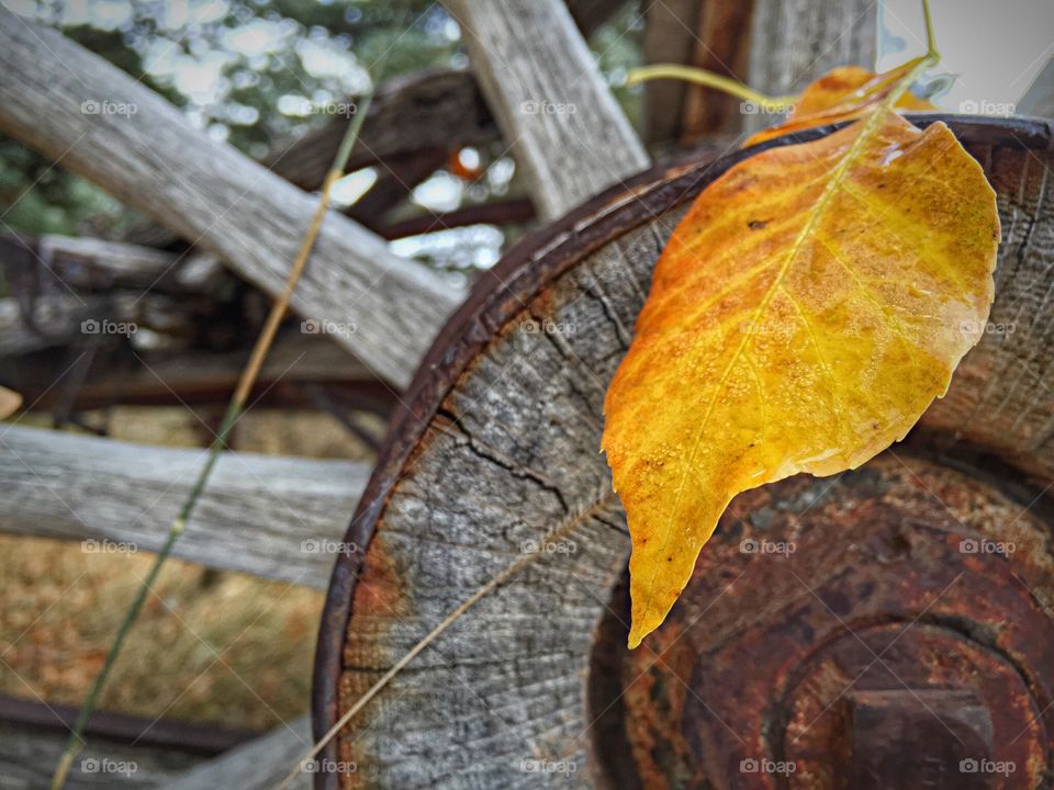 Old wagon wheel with fallen yellow leaf 