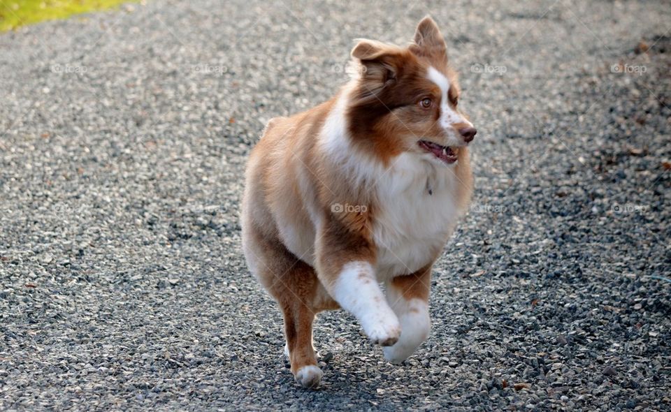 Shepherd running on the gravel