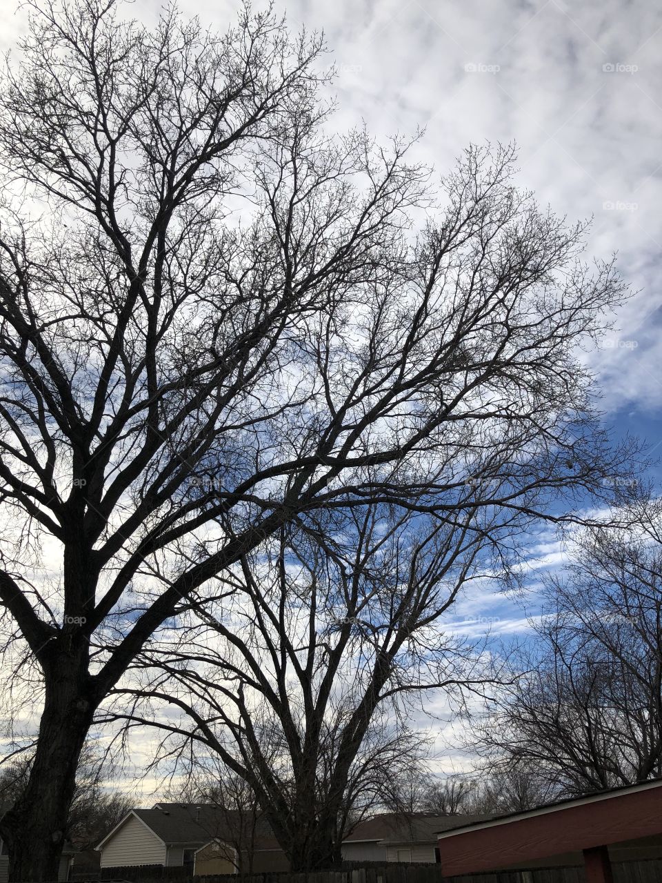 Trees and fabulous sky