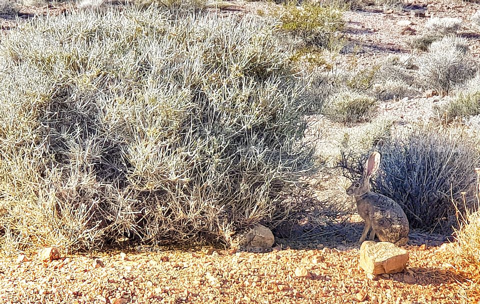 Rabbit in the desert
