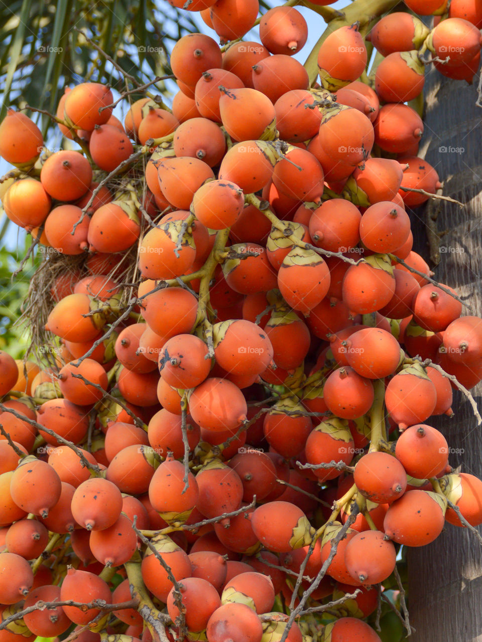 red palm fruit