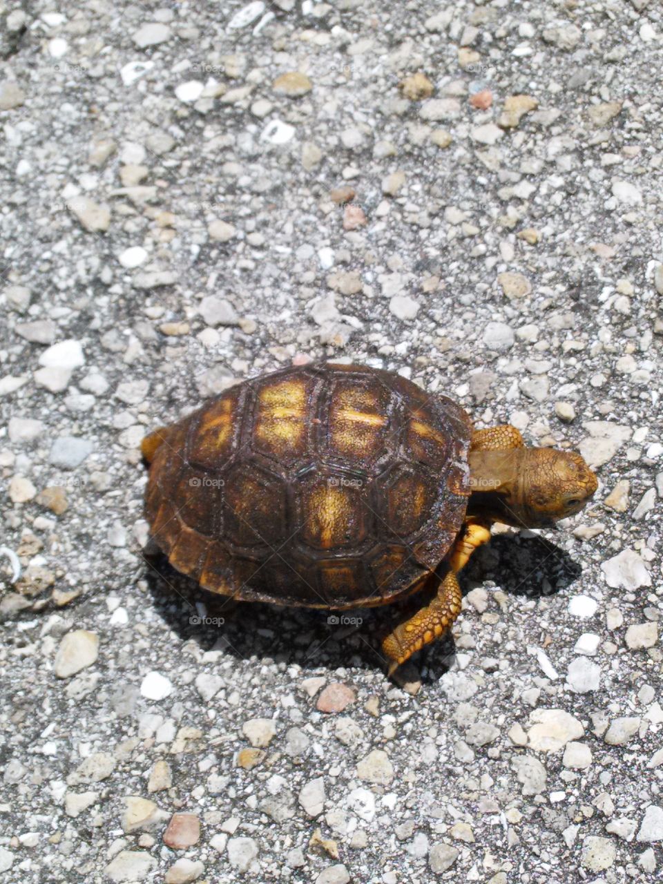 Wild Tortoise crossing the street
