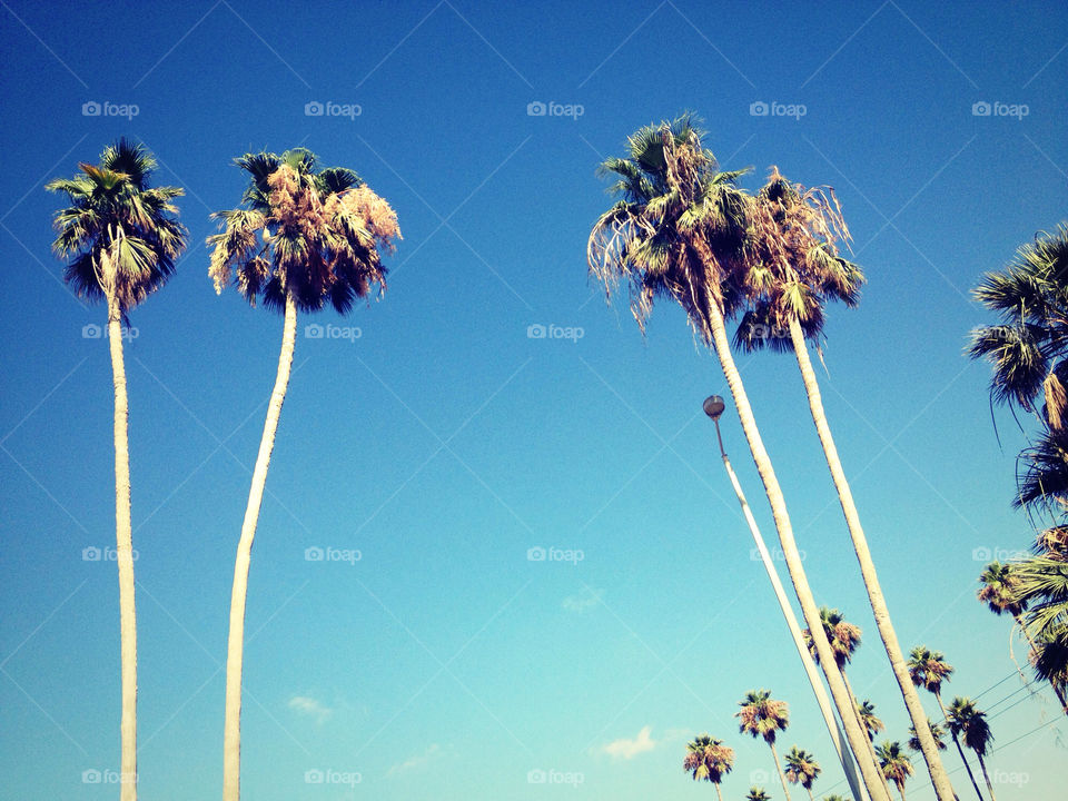 sky summer tree palm by talkess
