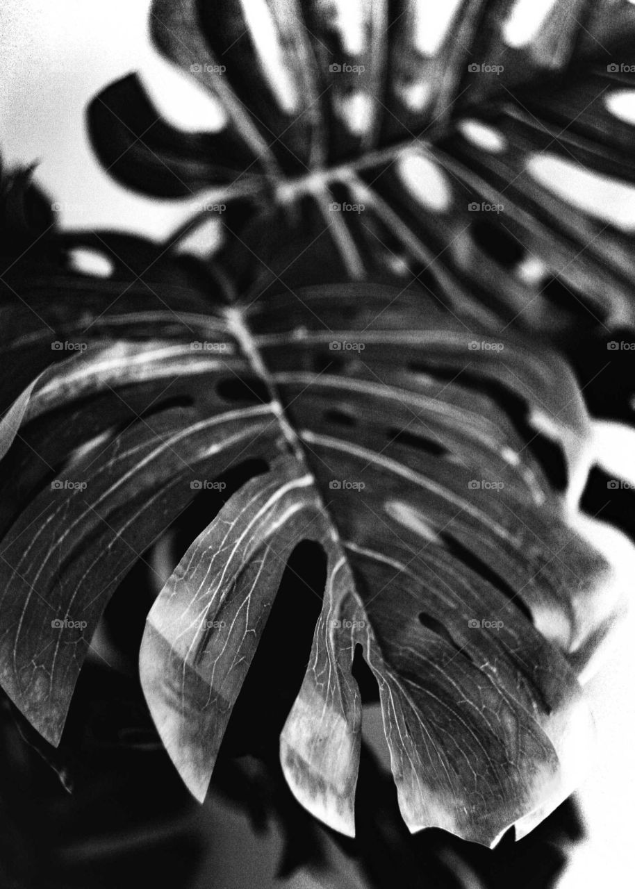Leaf of a ornamental plant, Monstera Deliciosa. Black and white, high contrast photo.