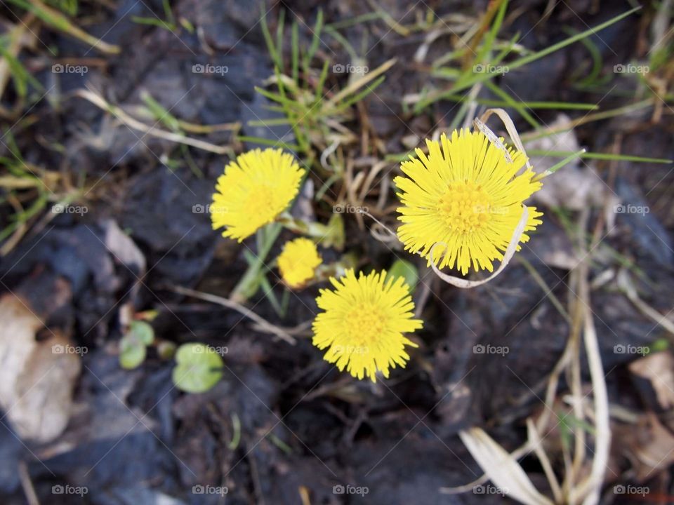 Coltsfoot