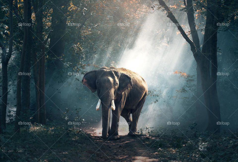 Elephant, Fog, People, Tree, No Person