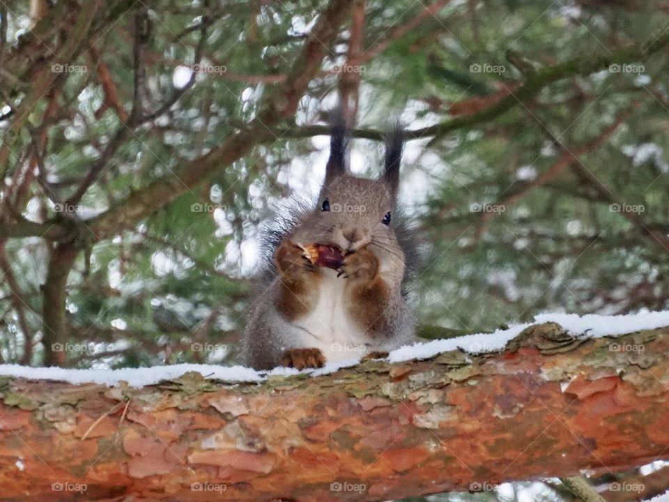 Squirrel