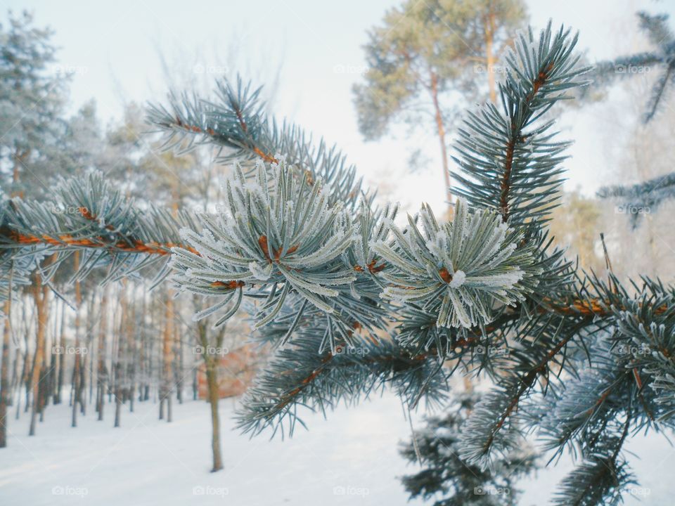 branch of spruce in frost, winter 2017