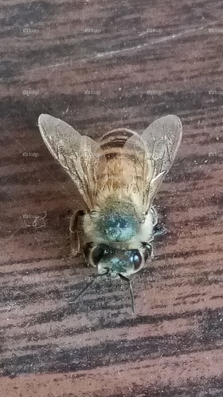bee