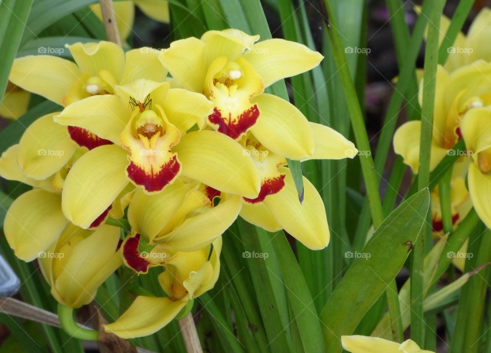 Yellow orchids