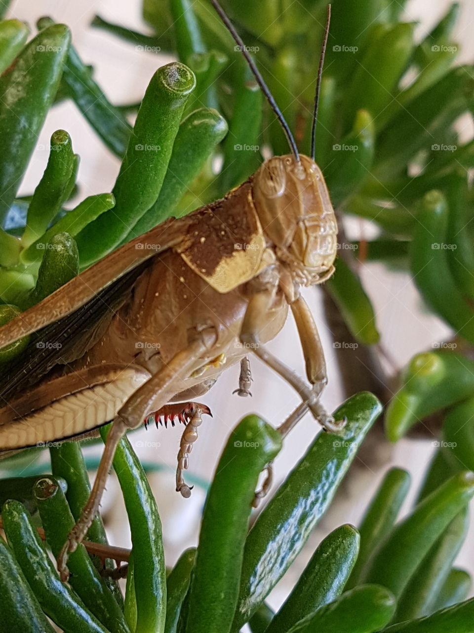 grasshopper