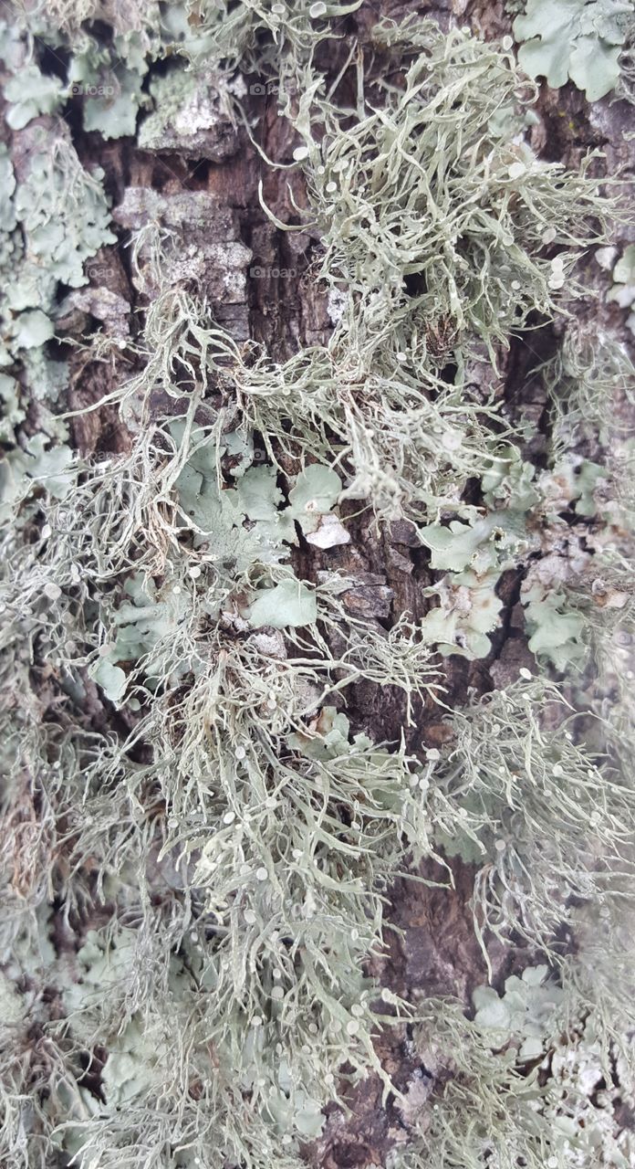 lichen to this