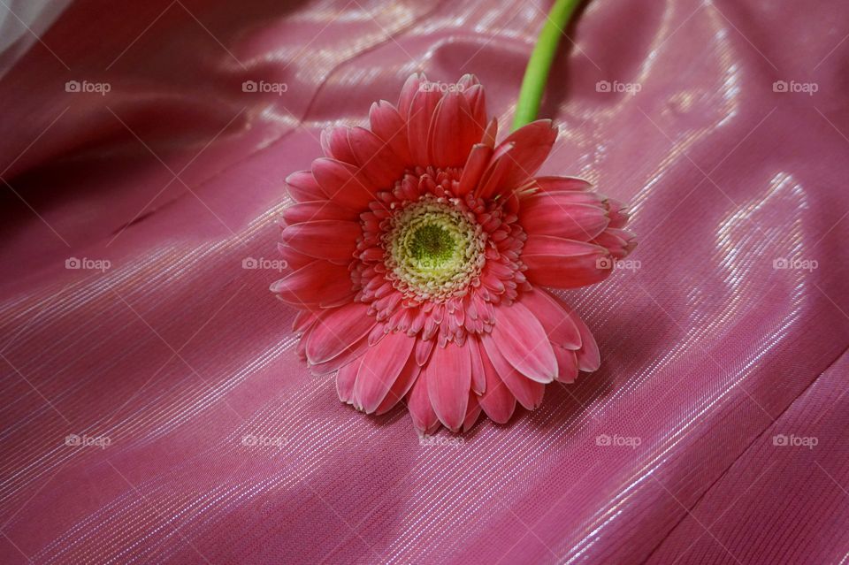 Pink Gerbera 
