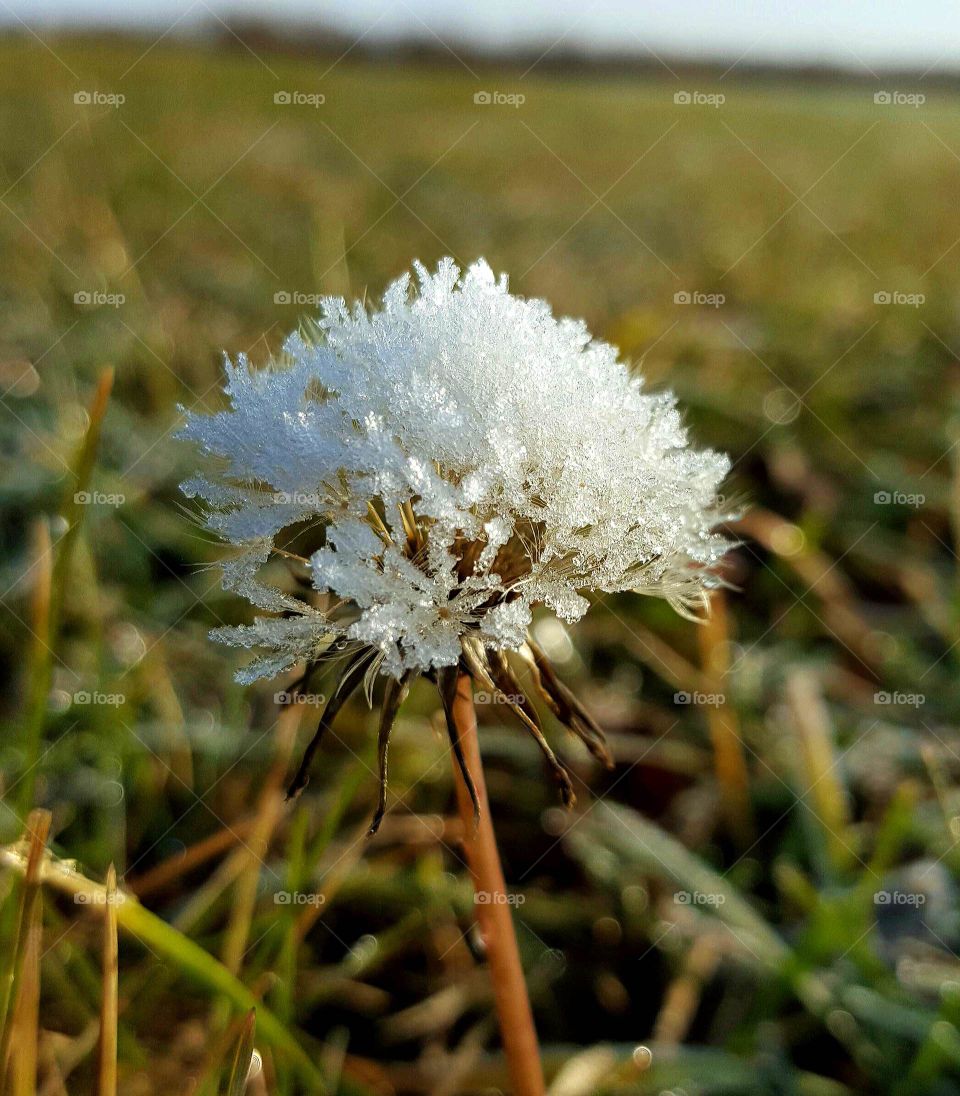 A frost bitten dandelion