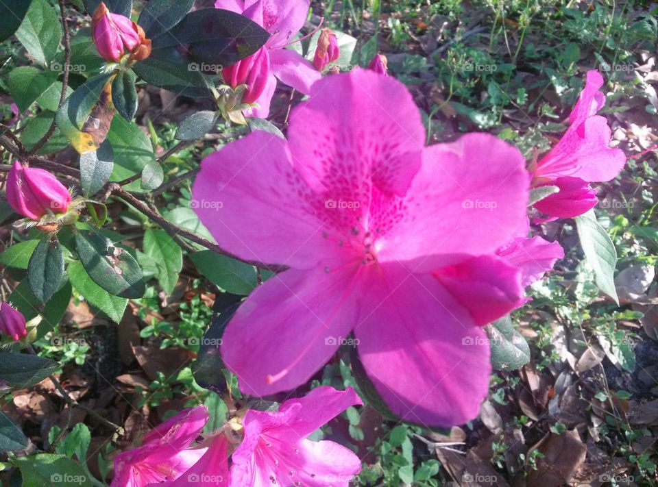 Pink Azaleas