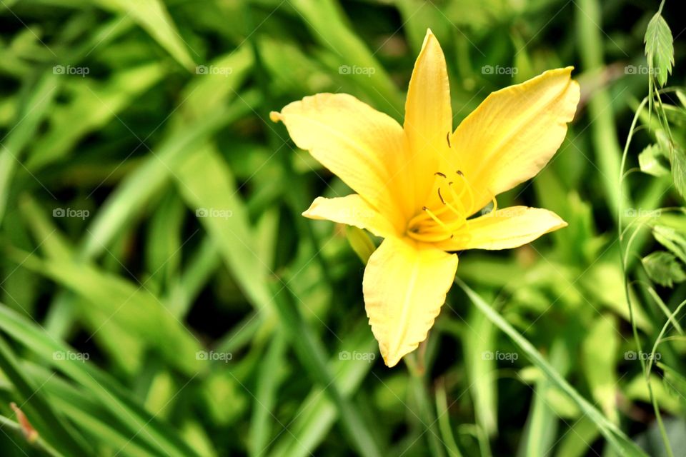 Close-up of yellow day lilly