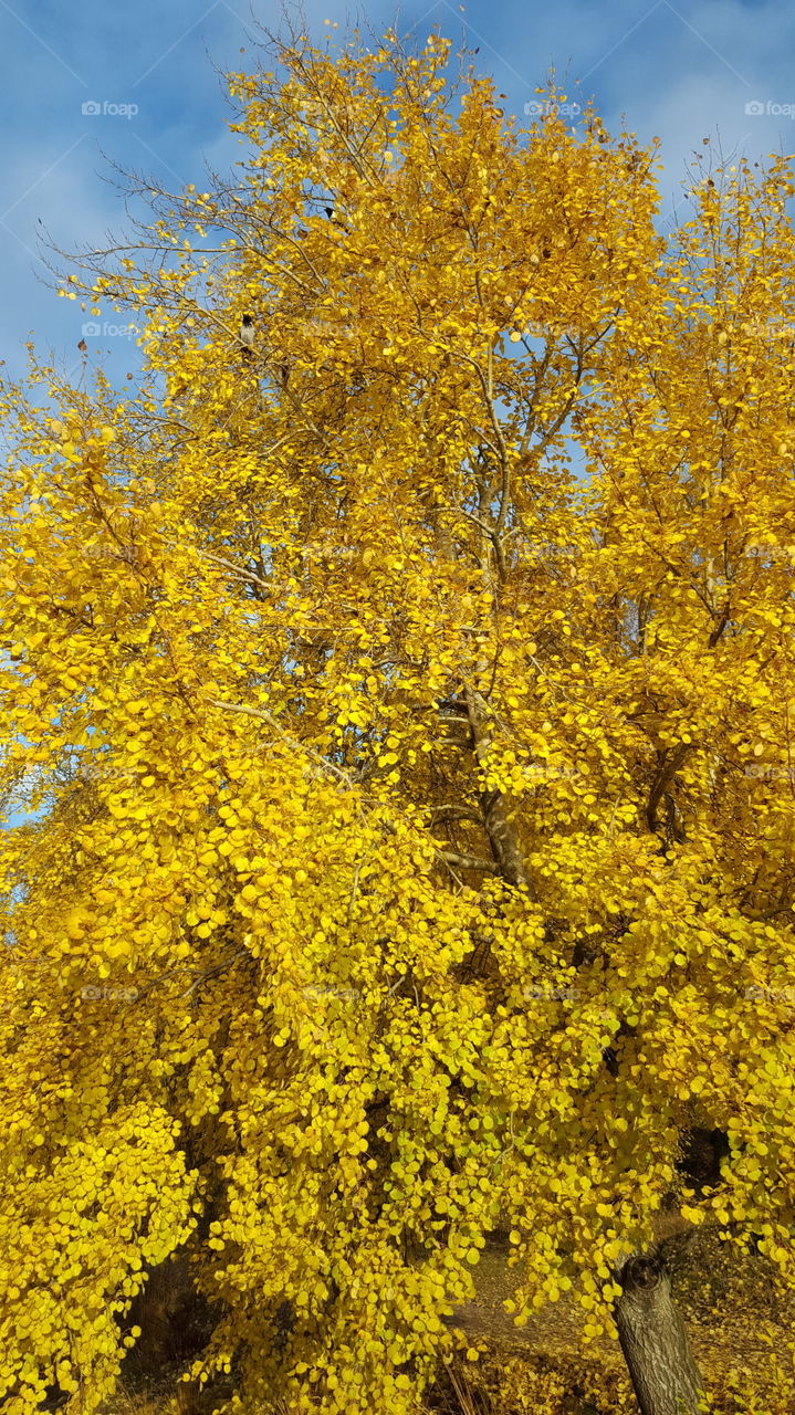 Yellow autumn tree
