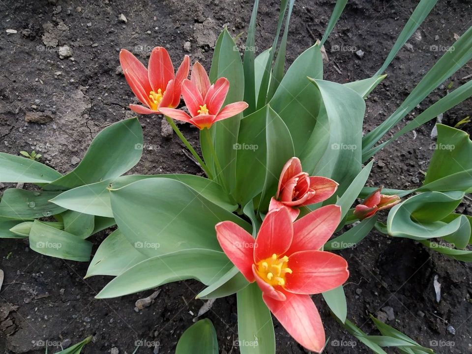 Tulips