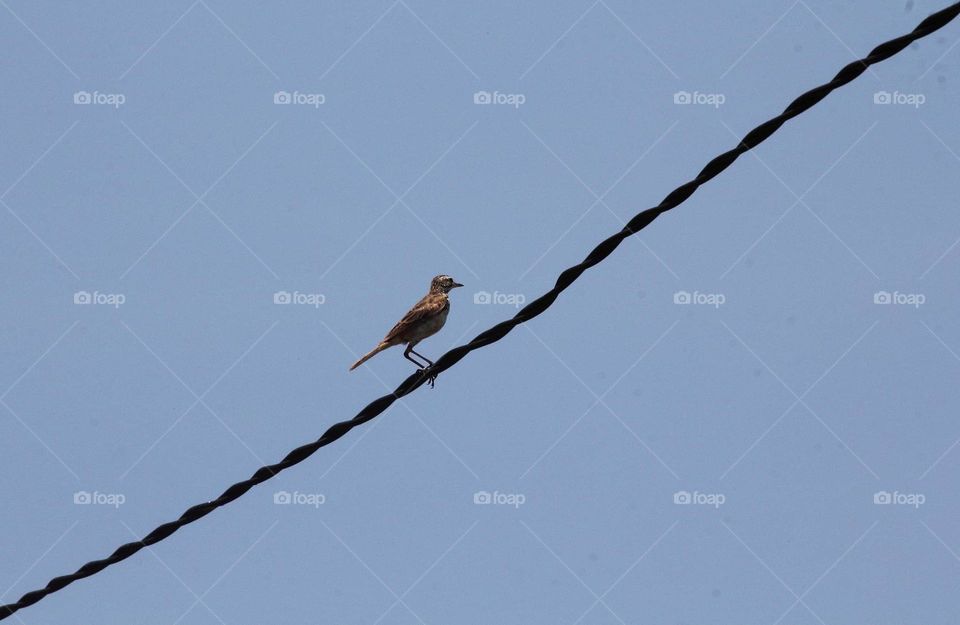 Paddyfield Pipit. The incommon one perch at the cable, aside of roadway & not far from the wide land of dryng savanna. The bird's usually seen one individu, and something looking one two or just in small group 3 - 4 individu .