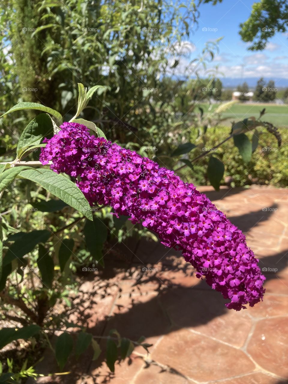 Butterfly bush flowers in sun 