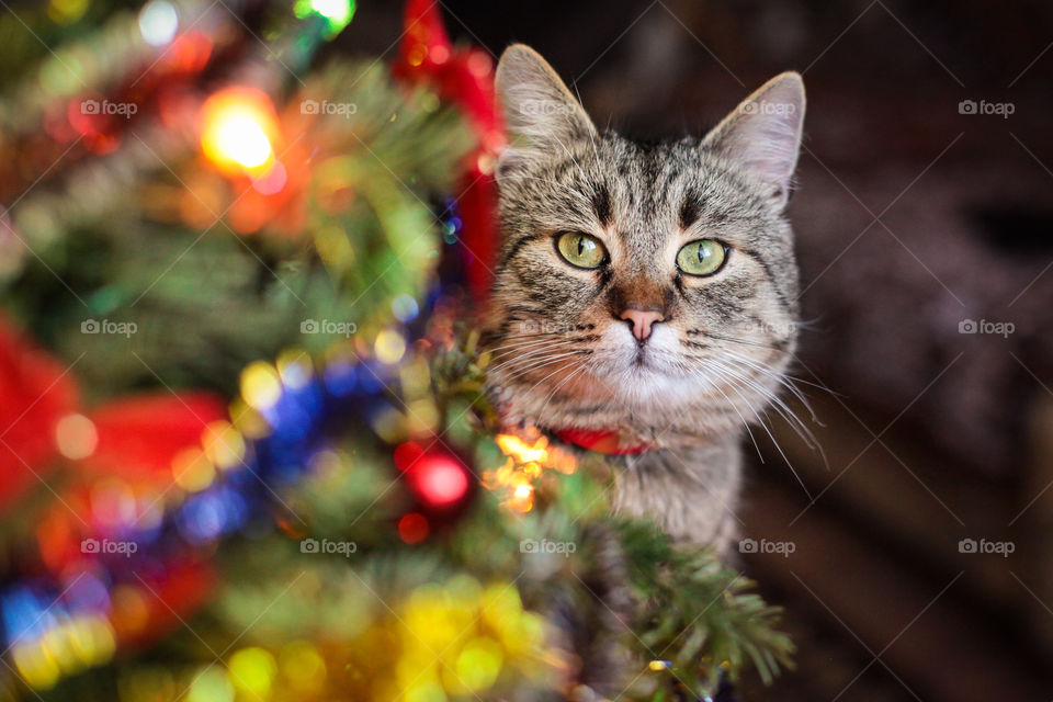 Christmas celebration with a cat