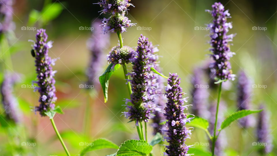 Flowers in a garden in Antwerp during summer