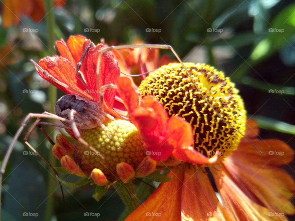 Spider on a flower